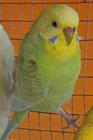 Lost Budgerigar
