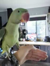 Lost Alexandrine