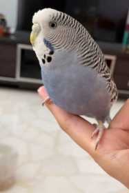 Lost Budgerigar