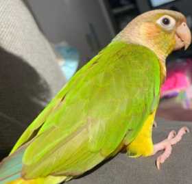 Lost Conure