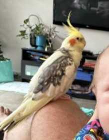 Lost Cockatiel