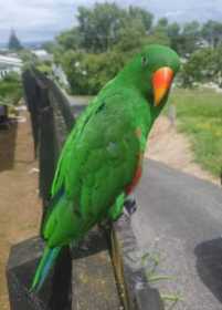 Lost Eclectus