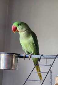 Lost Alexandrine