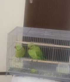 Lost Indian Ringneck Parakeet
