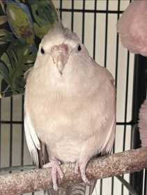 Lost Cockatiel