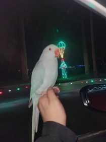 Lost Indian Ringneck Parakeet