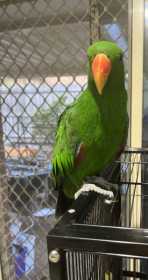 Lost Eclectus