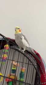 Lost Cockatiel