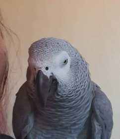 Lost African Grey