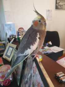 Lost Cockatiel