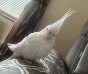Lost Cockatiel