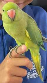 Lost Indian Ringneck Parakeet