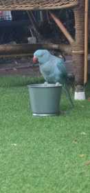 Lost Indian Ringneck Parakeet