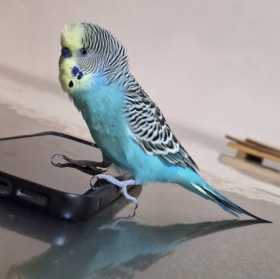 Lost Budgerigar