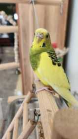 Lost Budgerigar