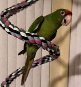 Lost Conure