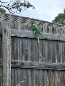 Lost Alexandrine