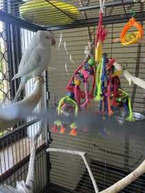 Lost Indian Ringneck Parakeet