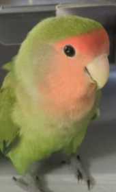 Lost Lovebird