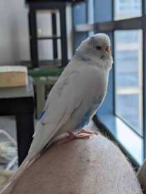 Lost Budgerigar