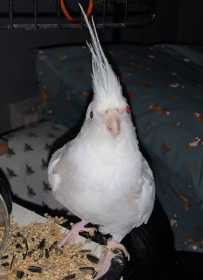 Lost Cockatiel
