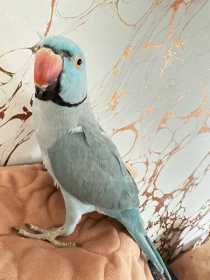 Lost Indian Ringneck Parakeet