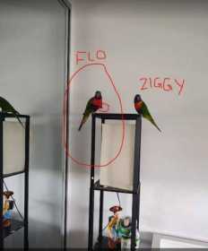 Lost Lory / Lorikeet