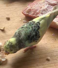 Lost Budgerigar