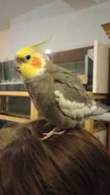 Lost Cockatiel