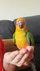 Lost Conure