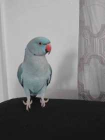 Lost Indian Ringneck Parakeet