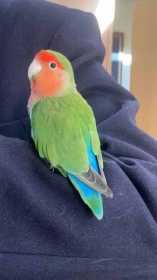 Lost Lovebird