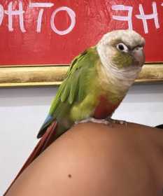 Lost Conure