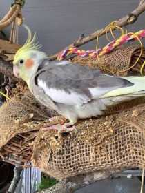 Lost Cockatiel