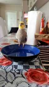 Lost Cockatiel