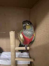 Lost Conure