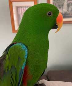 Lost Eclectus