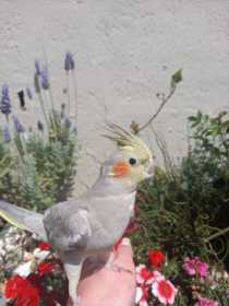 Lost Cockatiel