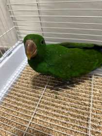 Lost Eclectus