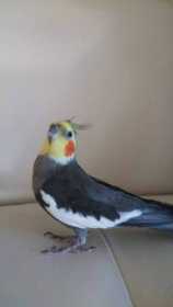 Lost Cockatiel