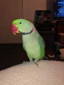 Lost Alexandrine
