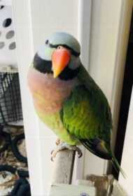 Lost Mustached / Moustached Parakeet