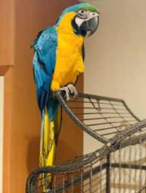 Lost Macaw