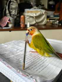 Lost Conure