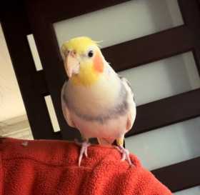 Lost Cockatiel