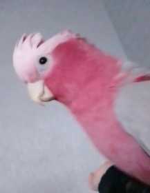 Lost Galah Cockatoo