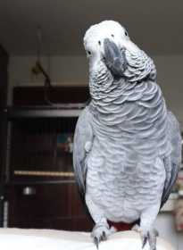 Lost African Grey