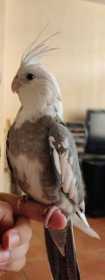 Lost Cockatiel