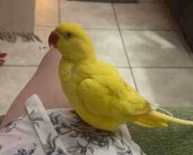 Lost Indian Ringneck Parakeet