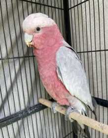 Lost Galah Cockatoo